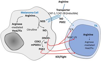 Impact of l-Arginine Metabolism on Immune Response and Anticancer Immunotherapy